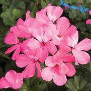 Geranium Interspecific 'Caliente Pink'