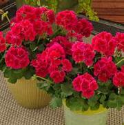 Geranium Interspecific 'Calliope Crimson Flame'