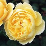 Rosa 'Charlotte' Rosa 'Charlotte'