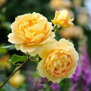 Rosa 'Golden Celebration' Rosa 'Golden Celebration'