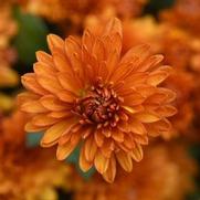 Chrysanthemum Garden Mum 'Petite Orange' Chrysanthemum Garden Mum 'Petite Orange'