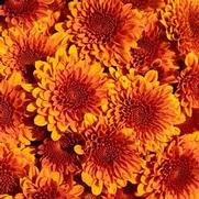 Chrysanthemum Garden Mum 'Copper Coin' Chrysanthemum Garden Mum 'Copper Coin'