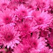 Chrysanthemum Garden Mum 'Jazzberry' Chrysanthemum Garden Mum 'Jazzberry'