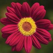 Argyranthemum frutescens 'Comet Red' Argyranthemum frutescens 'Comet Red'