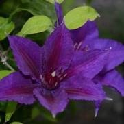 Clematis 'Edda' Clematis 'Edda'