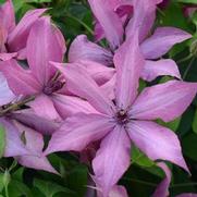 Clematis 'Giselle'