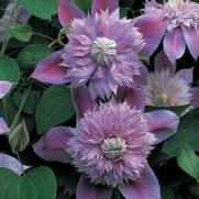 Clematis 'Josephine'