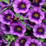 Calibrachoa hybrid 'Blue Moon Punch' Calibrachoa hybrid 'Blue Moon Punch'