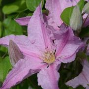 Clematis 'Sally'