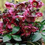 Helleborus 'Frostkiss Anna's Red'