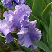 Iris germanica 'Breakers'