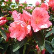 Azalea 'Blaauw's Pink'