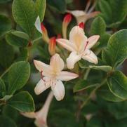 Azalea viscosum 'Lemon Drop'