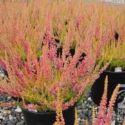 Calluna vulgaris 'Firefly' Calluna vulgaris 'Firefly'