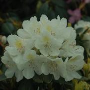 Rhododendron cat. 'Chionoides' Rhododendron cat. 'Chionoides'