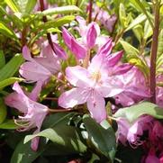 Rhododendron max. 'Independence'