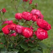 Rosa 'Oso Easy Double Red' Rosa 'Oso Easy Double Red'