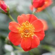 Rosa 'Oso Easy Hot Paprika' Rosa 'Oso Easy Hot Paprika'