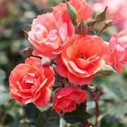 Rosa 'Coral Knock Out'