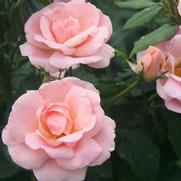 Rosa 'Peachy Knockout'