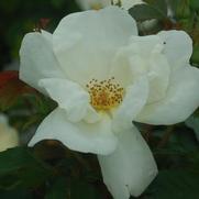 Rosa 'White Knockout'