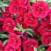 Calibrachoa hybrid 'Double Ruby' Calibrachoa hybrid 'Double Ruby'
