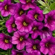 Calibrachoa hybrid 'Plum' Calibrachoa hybrid 'Plum'
