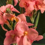 Canna generalis 'Toucan Coral' Canna generalis 'Toucan Coral'