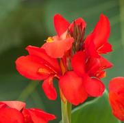 Canna generalis 'Toucan Dark Orange' Canna generalis 'Toucan Dark Orange'