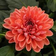 Dahlia hybrid 'Lily' Dahlia hybrid 'Lily'