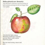 Malus domestica 'Empire' Malus domestica 'Empire'