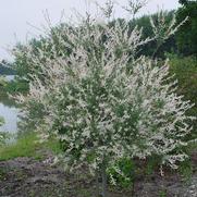 Salix integra 'Hakaro Nishiki' Salix integra 'Hakaro Nishiki'