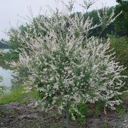 Salix integra 'Hakaro Nishiki'