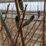 Salix melanostachys