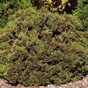 Thuja occidentalis 'Hetz Midget' Thuja occidentalis 'Hetz Midget'