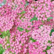 Achillea millefolium 'Tutti Frutti Grapefruit'