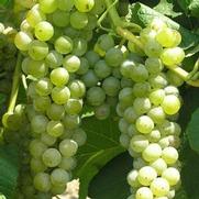 Vitis vinifera 'Cayuga White'