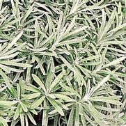 Helichrysum petiolare 'Icicles' Helichrysum petiolare 'Icicles'