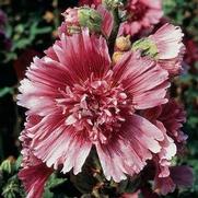 Alcea rosea 'Queeny Purple' Alcea rosea 'Queeny Purple'