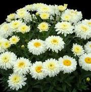 Leucanthemum superbum 'Macaroon' Leucanthemum superbum 'Macaroon'