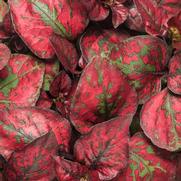 Hypoestes phyllostachya 'Hippo Red' Hypoestes phyllostachya 'Hippo Red'
