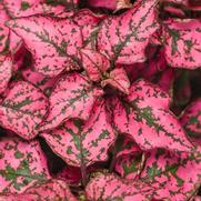 Hypoestes phyllostachya 'Hippo Rose' Hypoestes phyllostachya 'Hippo Rose'