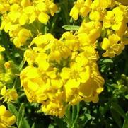 Alyssum wulfenianum 'Golden Spring' Alyssum wulfenianum 'Golden Spring'
