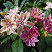 Lewisia cotyledon 'Elise mix' Lewisia cotyledon 'Elise mix'
