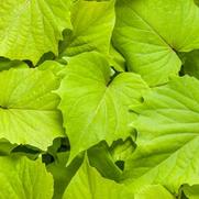 Ipomoea batatas 'Sweet Caroline Bewitched Green with Envy' Ipomoea batatas 'Sweet Caroline Bewitched Green with Envy'