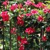 Mandevilla Sun Parasol 'Red Emperor' Mandevilla Sun Parasol 'Red Emperor'