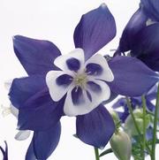 Aquilegia hybrid 'Spring Magic Blue and White'