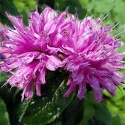 Monarda didyma 'Petite Delight' Monarda didyma 'Petite Delight'