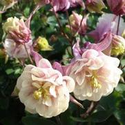 Aquilegia vulgaris 'Winky Double Rose and White'