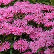 Monarda didyma 'Sugar Buzz Bubblegum Blast'